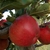POMMIER MEROSE WF-min