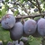 PRUNIER QUETSCHE D'ALSACE WF-min