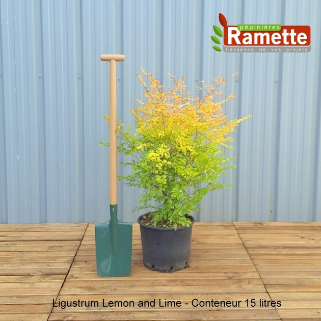 Ligustrum Lemon and Lime - Trone de Chine  feuillage dor - Arbustes -  shop-ramette.fr