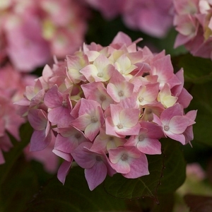 Comment planter, tailler et entretenir un hortensia ? - Shop Ramette