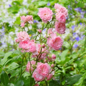 Planter, tailler et entretenir un rosier - Shop Ramette