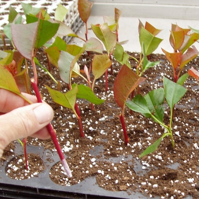 Comment bouturer un Photinia ? - Shop Ramette
