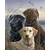 trio-de-labrador-animaux-chiens-france-intermediaire-nouveautes-peinture-par-numeros-figuredart-free-shipping-977_1024x10242x