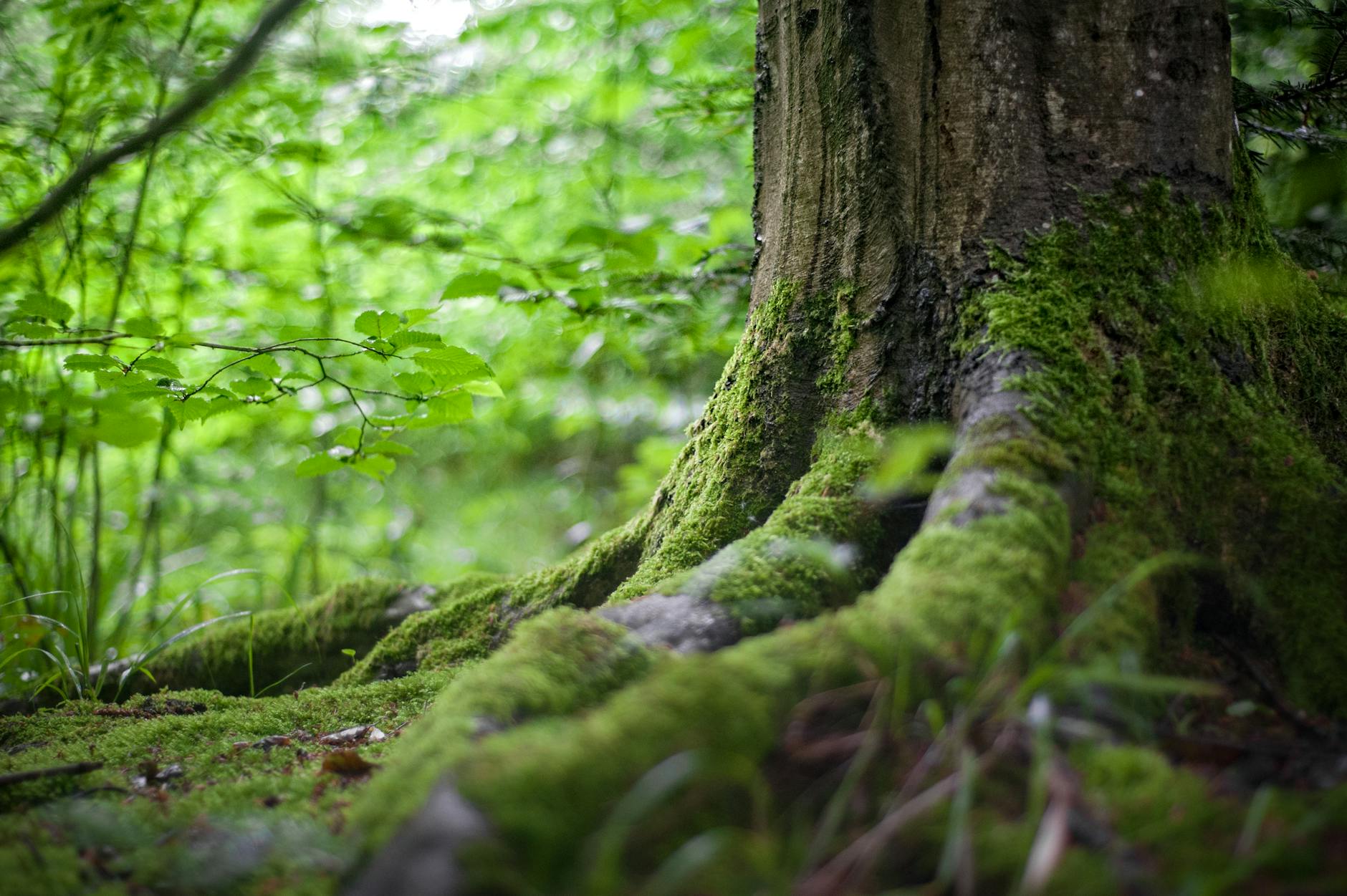 arbre vert pres de plantes vertes