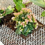 Filet-de-balcon-innovant-pour-animaux-de-compagnie-s-curit-pour-chien-polyvalent-adapt-aux-chats