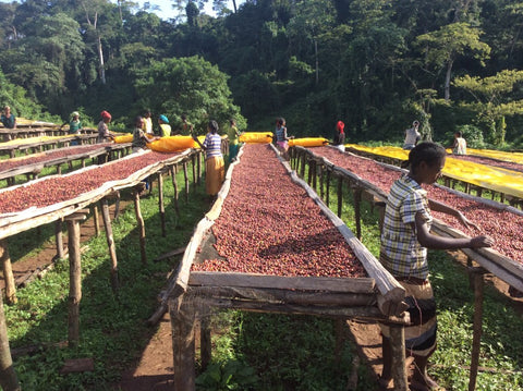 Moka Sidamo 1