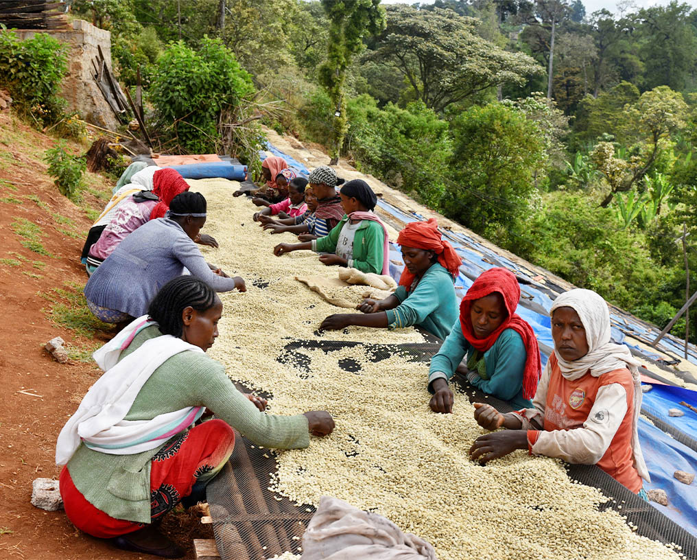 Café Moka Masha Gogogu La Petite Ferme 100% Arabica