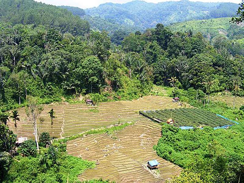 Indonesie Sumatra 4