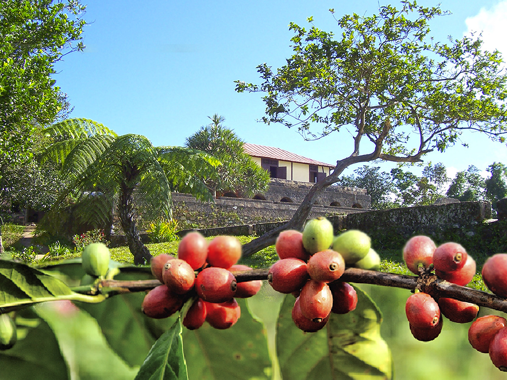 Café Cuba 1
