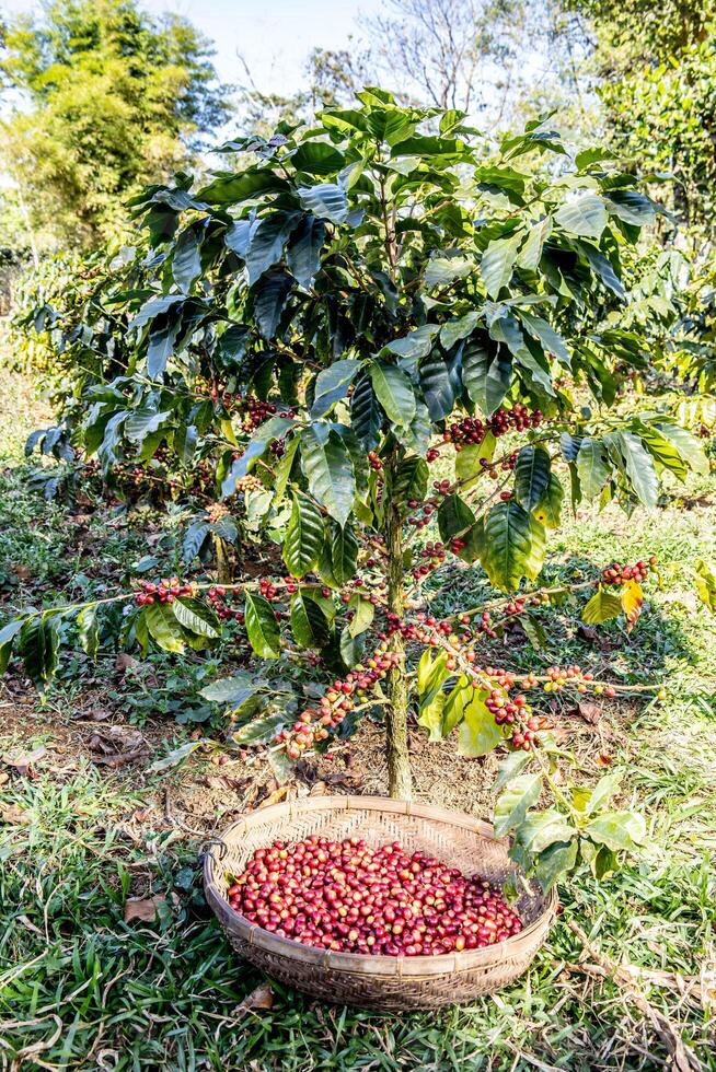 arabica-coffee-planation-garden-in-laos-28-photo