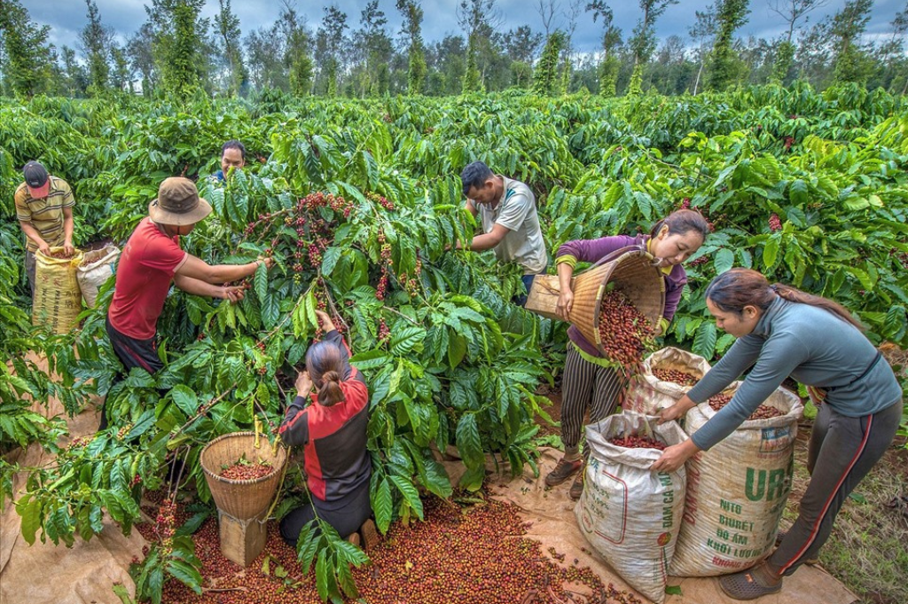 Vietnam-Coffee-Exports