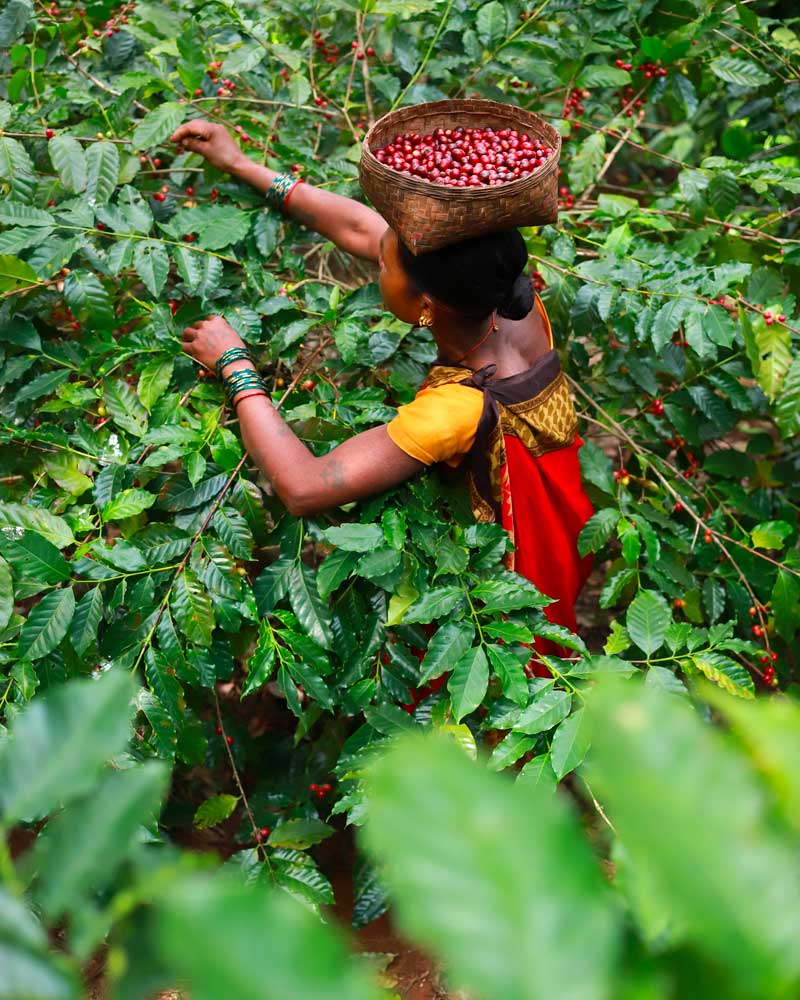 cafe-indien-araku-coffee