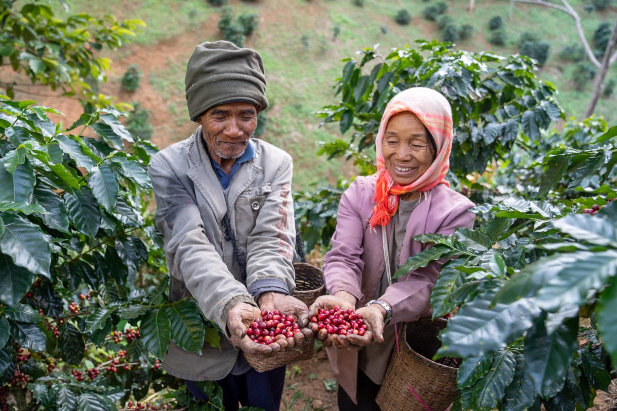 Café Thailande Mae Chan Tai Black Honey 100% Arabica