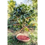arabica-coffee-planation-garden-in-laos-28-photo