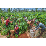 Vietnam-Coffee-Exports