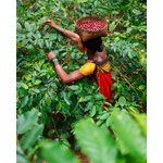 cafe-indien-araku-coffee