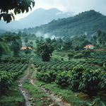 cafe-inde