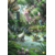 mew celebi