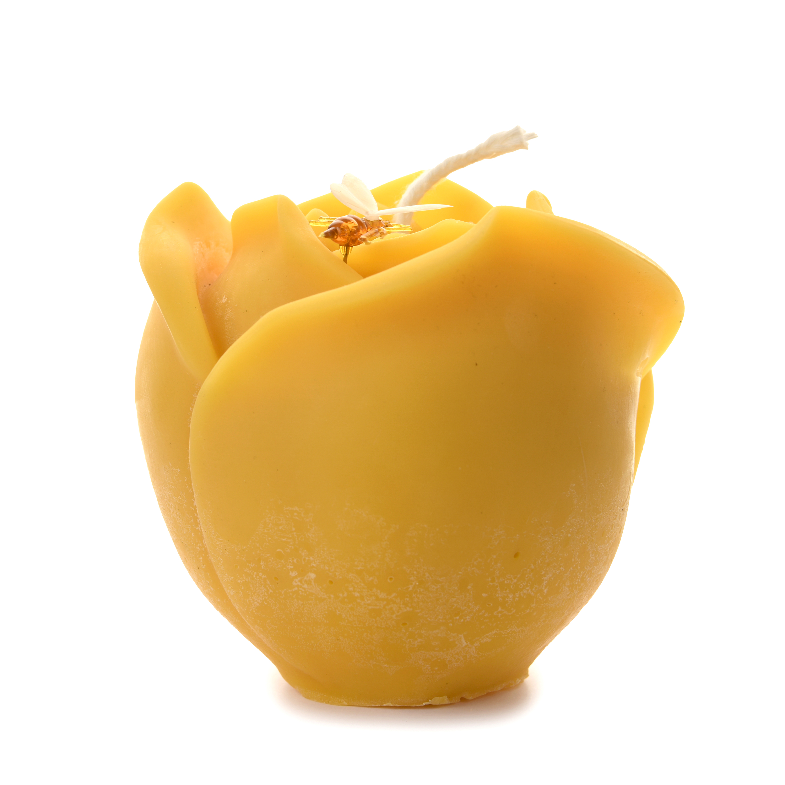 Tulipe profil