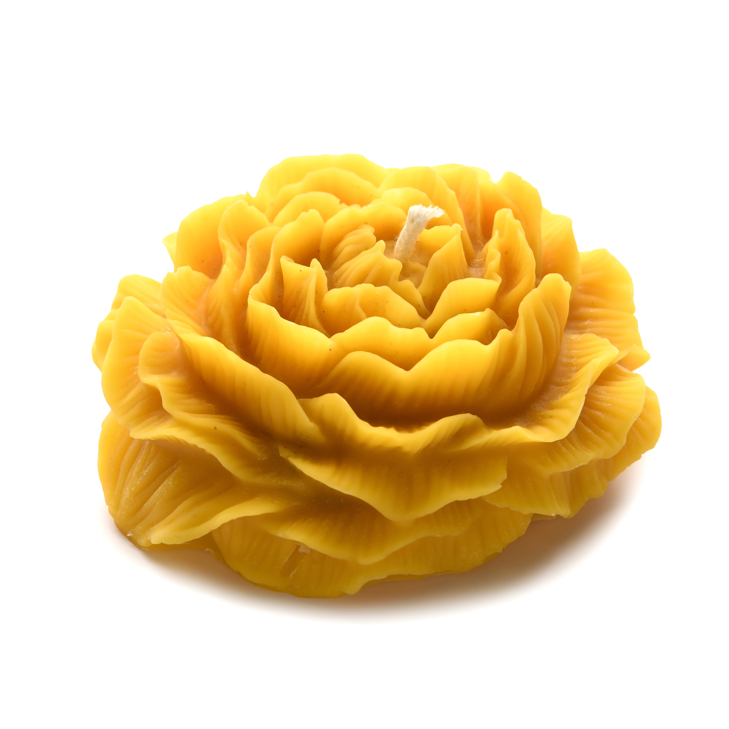 Pivoine vue haut