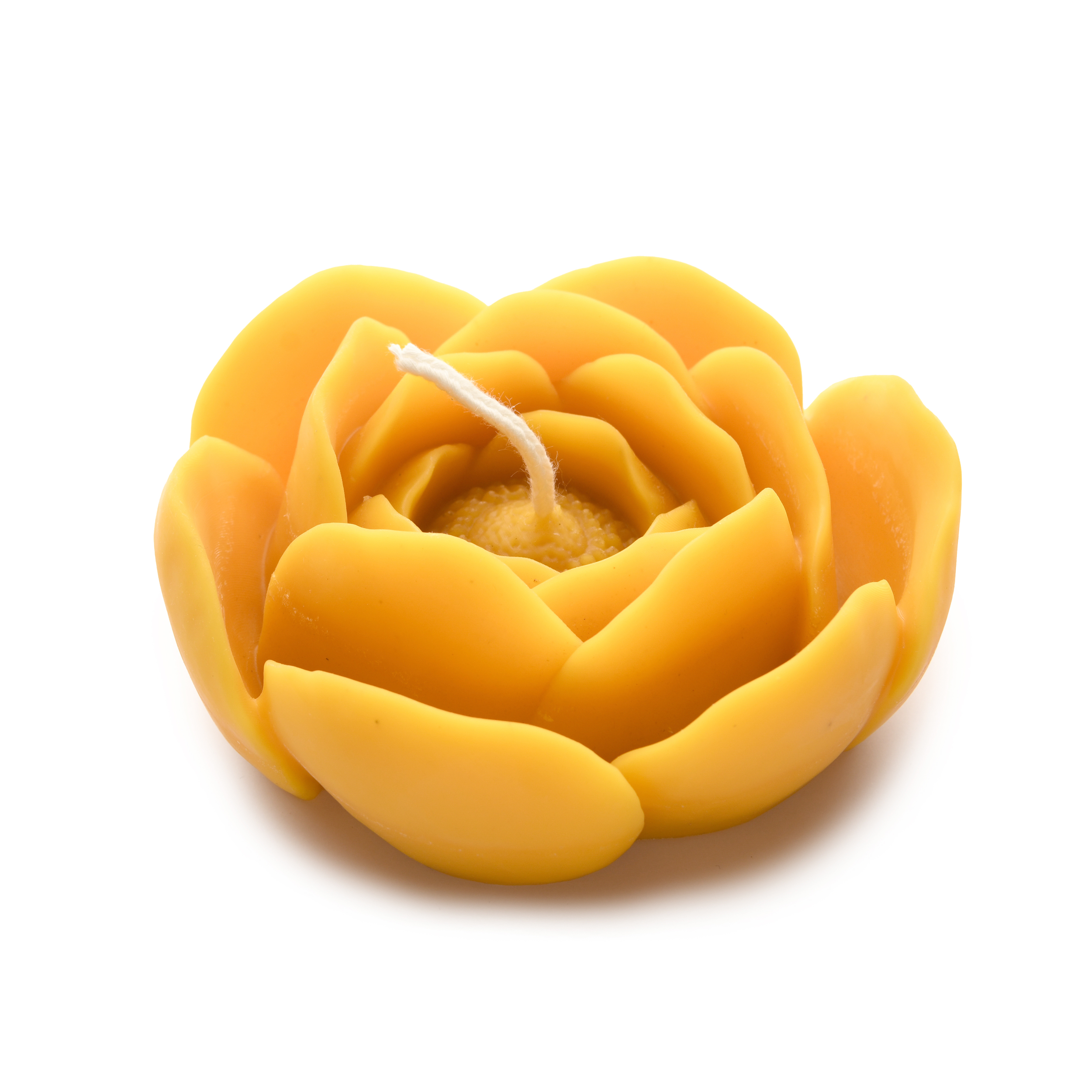Nénuphar ouvert