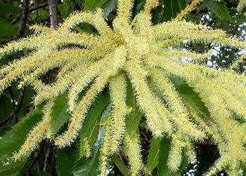 fleurs de châtaignier grappe