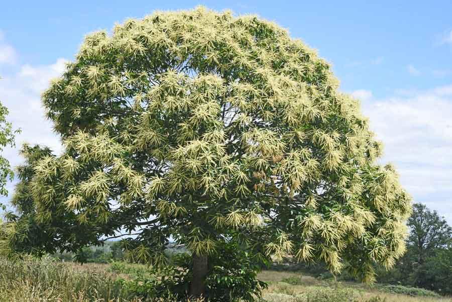 Arbre châtaignier en fleurs