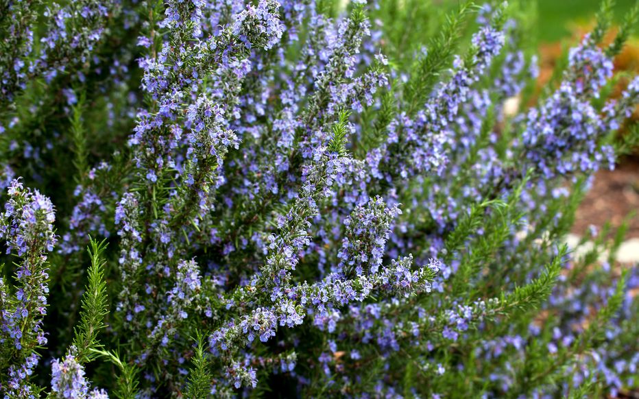 Romarin fleurs