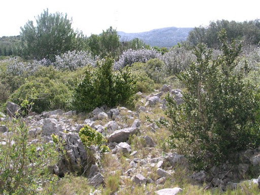 Romarin garigue