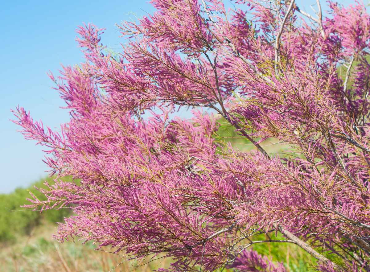 Tamaris fleurs