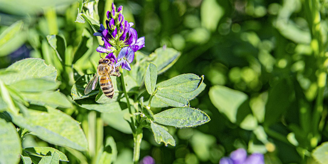 luzerne abeille