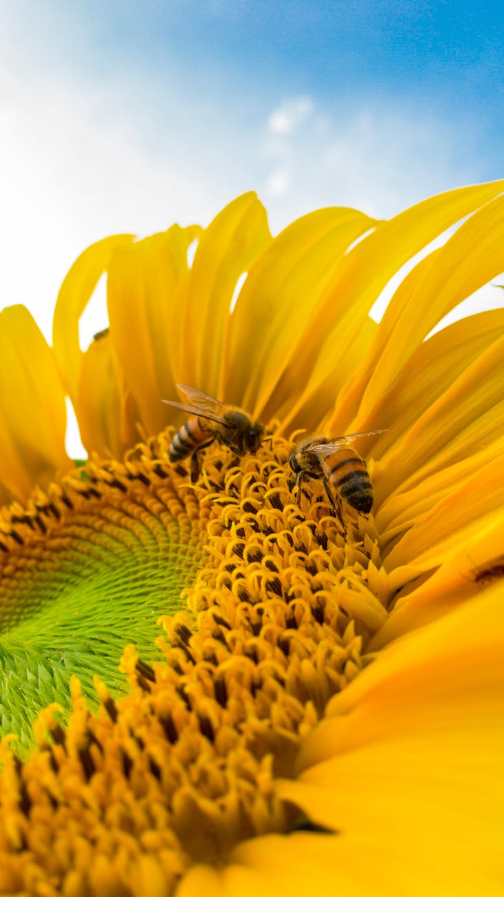 Macro Photo De Bourdons Sur Tournesol Jaune