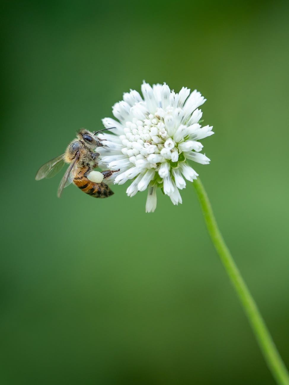 Photos gratuites de abeille, amérique du nord, apis mellifera