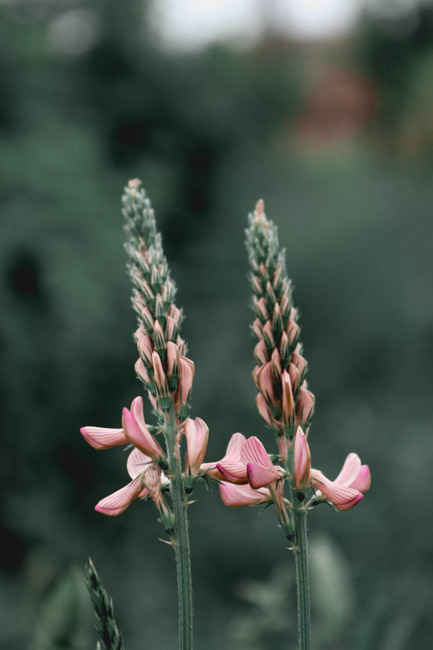 Photos gratuites de agriculture, arrière-plan vert, beauté naturelle
