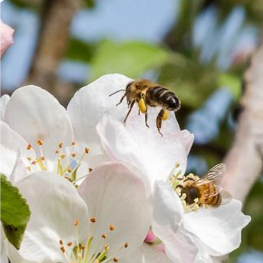 pollinisation-zoom
