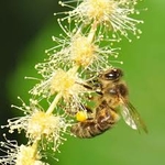 fleurs de chataignier