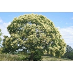 Arbre châtaignier en fleurs