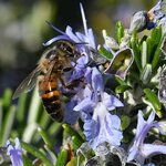 Fleurs de romarin et abeille