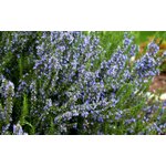 Romarin fleurs