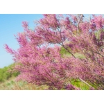 Tamaris fleurs