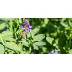 luzerne abeille
