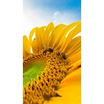 Macro Photo De Bourdons Sur Tournesol Jaune
