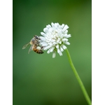 Photos gratuites de abeille, amérique du nord, apis mellifera