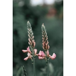 Photos gratuites de agriculture, arrière-plan vert, beauté naturelle