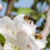 pollinisation-zoom