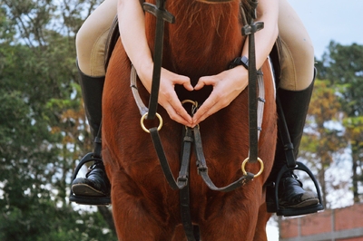 Photos gratuites de animal, cheval, faire de l'équitation