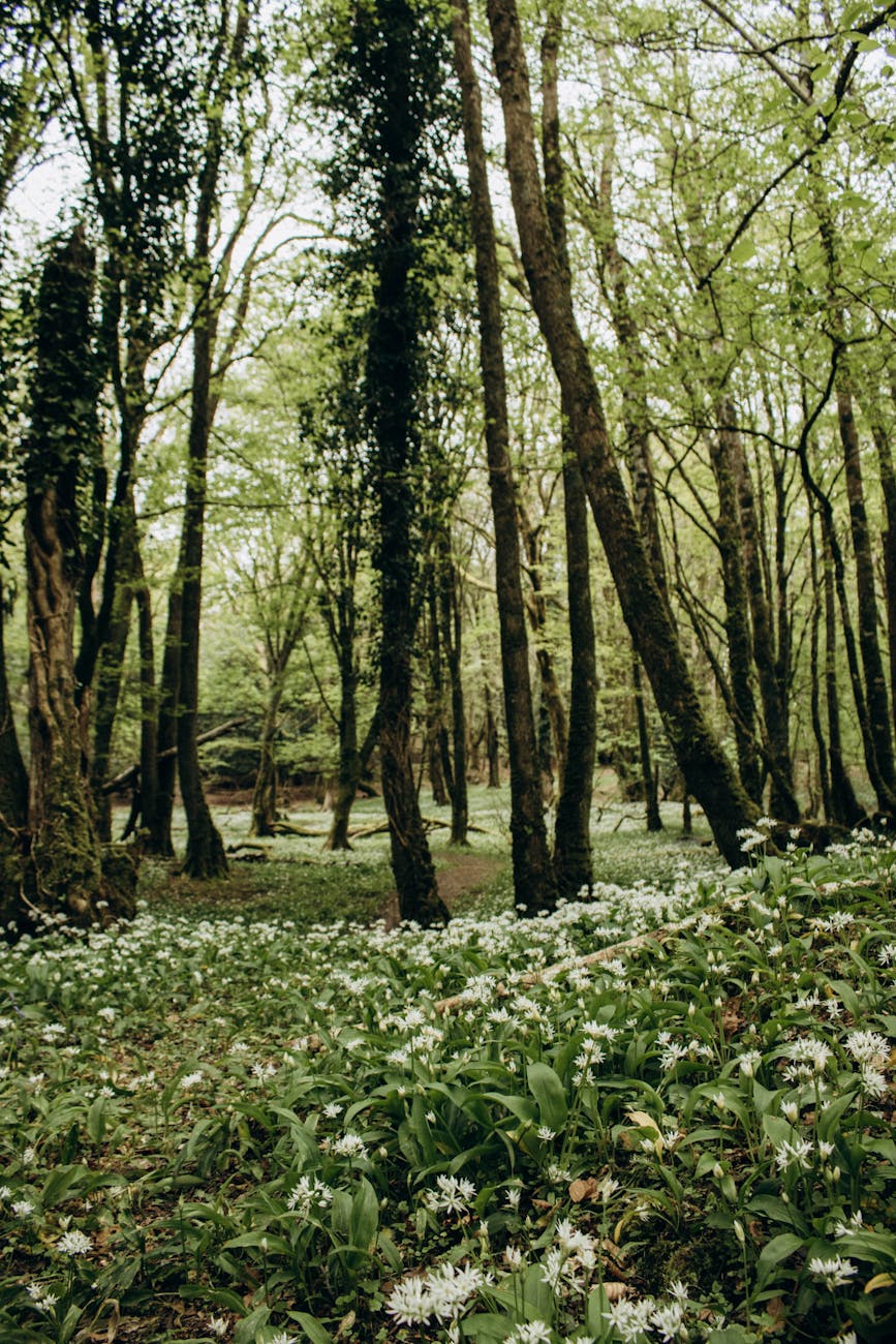 Photos gratuites de arbres, fleurs, forêt