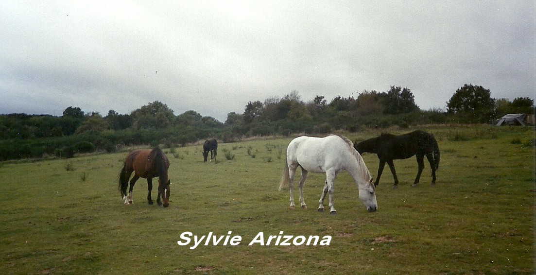 chevaux sylvie arizona