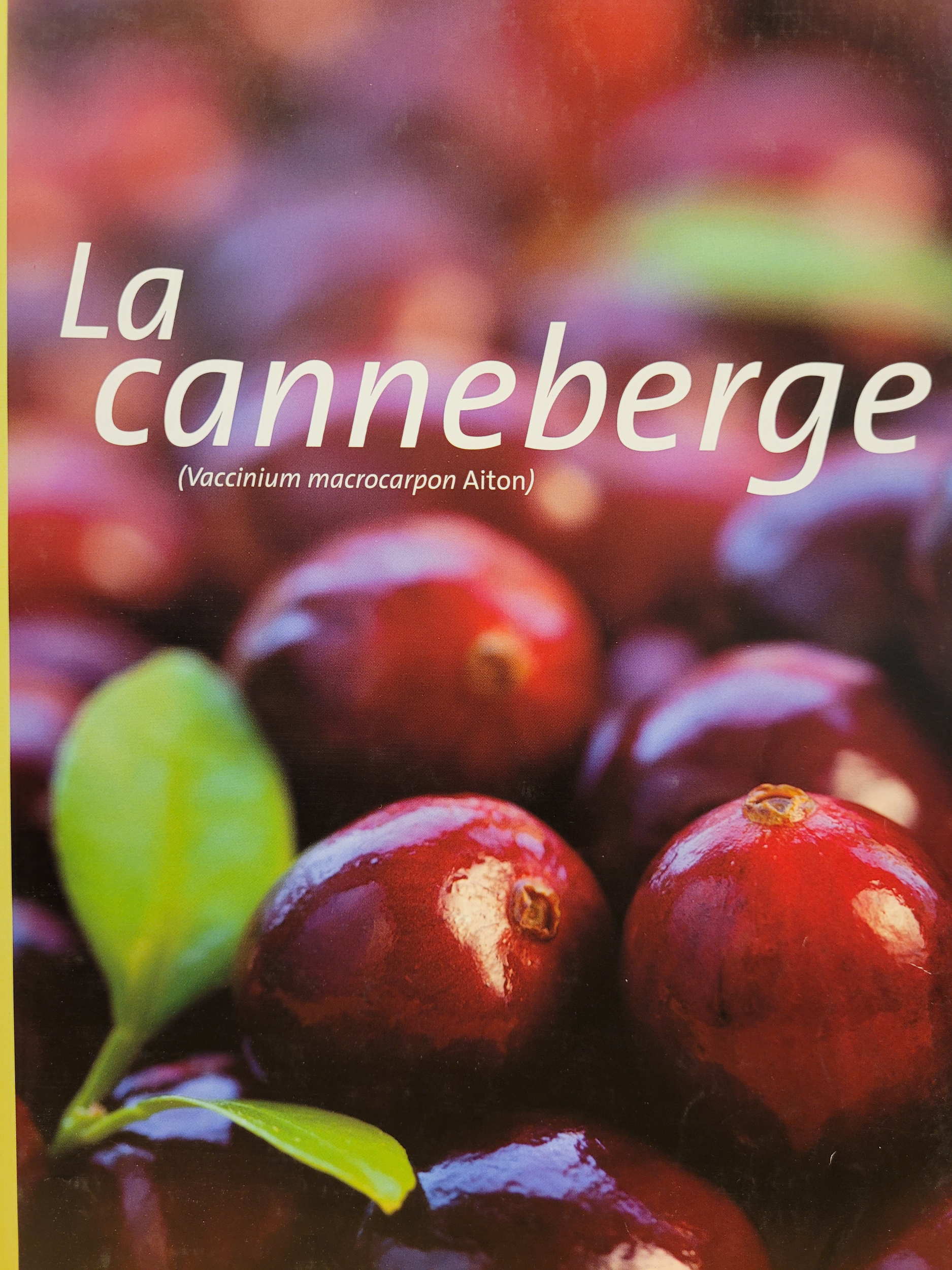 canneberge photo