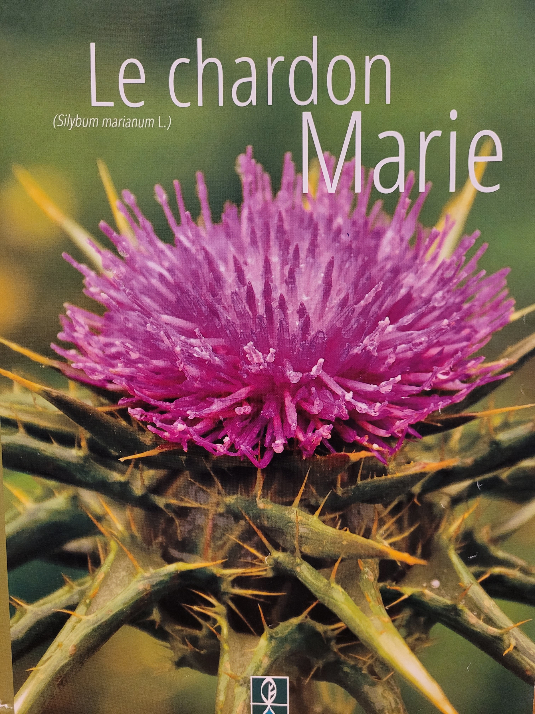 chardon marie photo